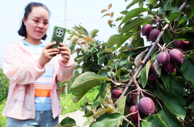 当地引进种植的红肉苹果，让休闲游玩的市民开了眼界。李英平摄