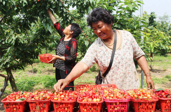 果园里的樱桃大面积成熟，村民忙碌着采摘外运销售。李英平摄