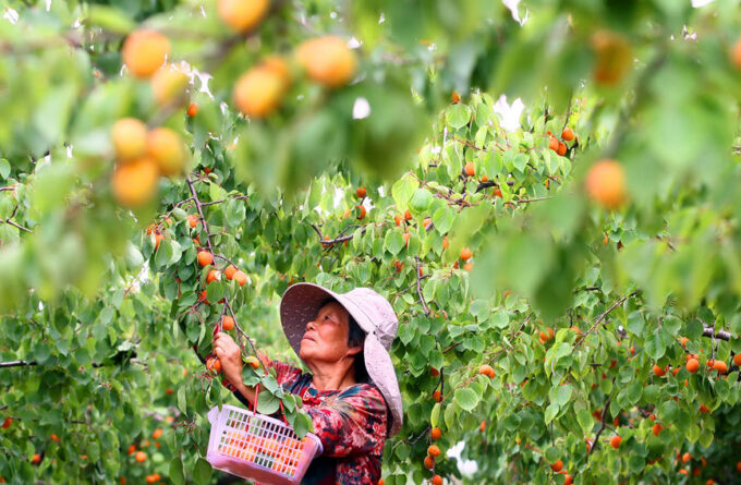 在郏县安良镇高楼村北的马头岭现代农业产业园里，村民在采摘成熟的“凯特”品种杏。李英平摄
