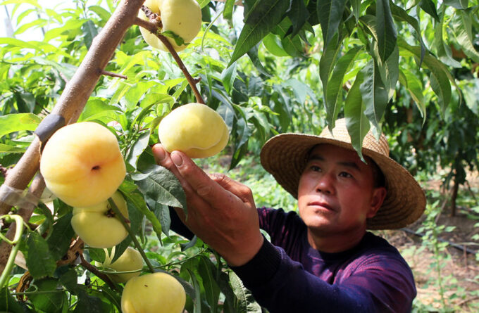 在郏县长桥镇王堂村的鑫浩家庭农场阳光大棚里，早熟的蟠桃即将上市。李英平摄
