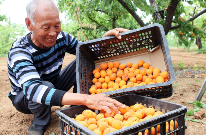 村民将采摘好的杏装箱外运。李英平摄