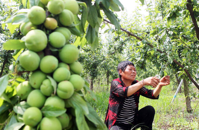 在长桥镇一果园里，村民在为树修枝。李英平摄