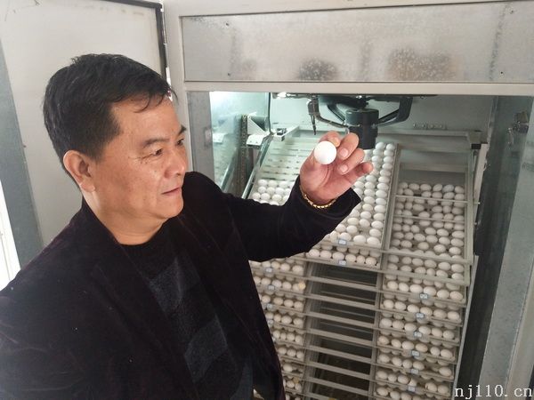 李成喜：物华天宝“鸽”声亮