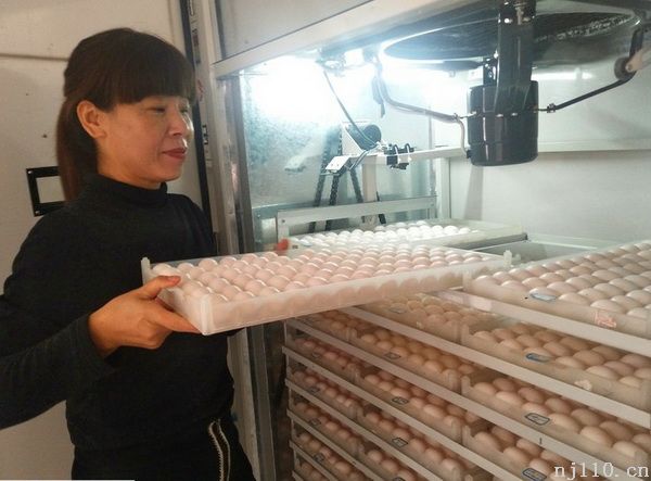 李成喜：物华天宝“鸽”声亮