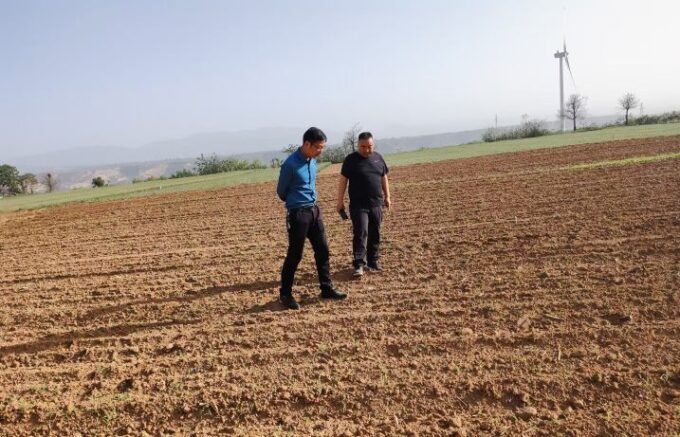 三门峡市陕州区张茅乡：高粱红了，群众笑了