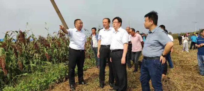 三门峡市陕州区张茅乡：高粱红了，群众笑了