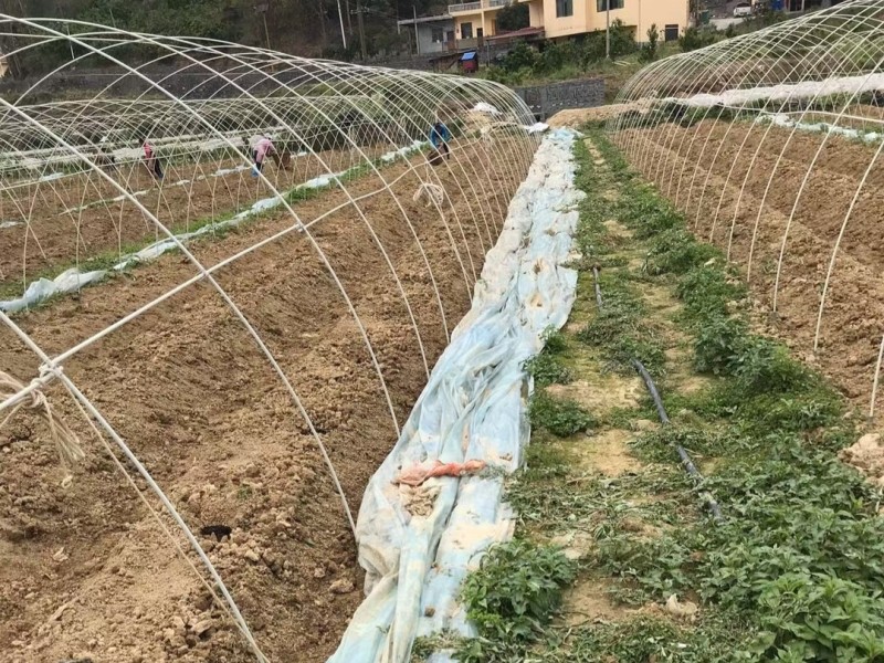 丰瑞谱玻纤拱棚杆客户案例.jpg